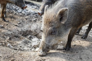 Yaban domuzu. Dünya Gıda domuz arar