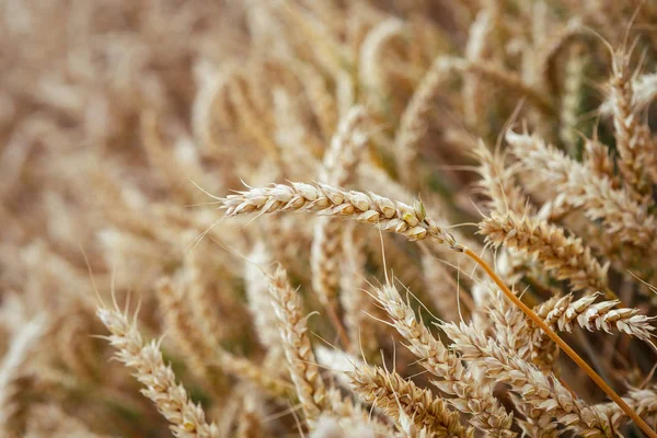 Orelhas douradas de trigo no campo. — Fotografia de Stock