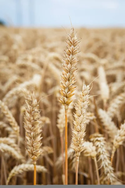 Orelhas douradas de trigo no campo. — Fotografia de Stock