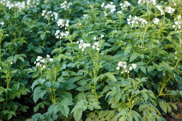 Flowering potato field. Agricultural field of potato plant. — Stock Photo, Image