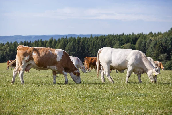 Manada de vacas e bezerros pastando em um prado verde — Fotografia de Stock