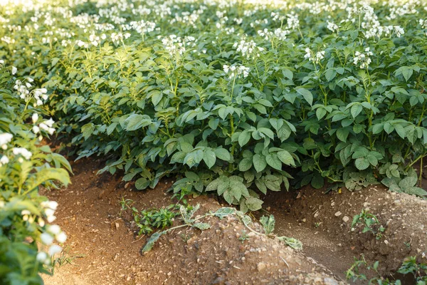 Potato flowers blooming in the field. — Stock Photo, Image