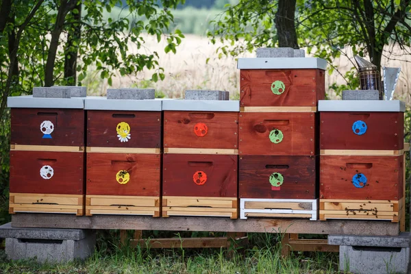 Colmenas de abejas de madera. Urticaria con abejas . —  Fotos de Stock