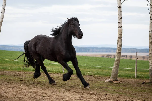 Courses de chevaux frisonnes — Photo