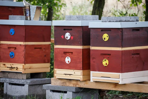Wooden bee hives. Hives with bees. — Stock Photo, Image
