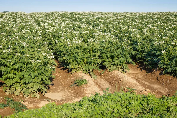 Campo de papa floreciente. Campo agrícola de la planta de patata . —  Fotos de Stock