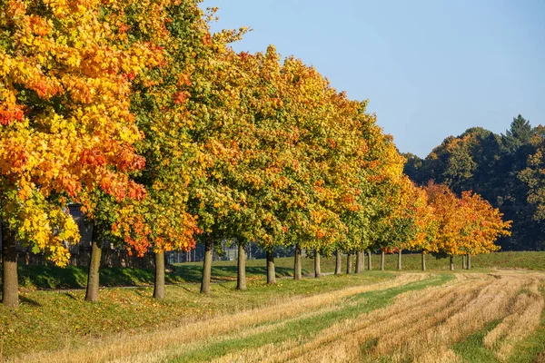 Podzimní krajina s golden podzimní stromy a spadané listí. — Stock fotografie