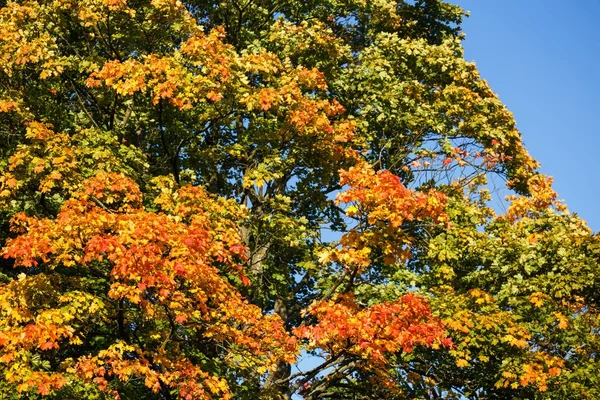 Herfst bladeren met de blauwe lucht achtergrond — Stockfoto