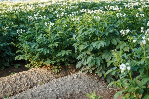 Potato flowers blooming in the field. — Stock Photo, Image