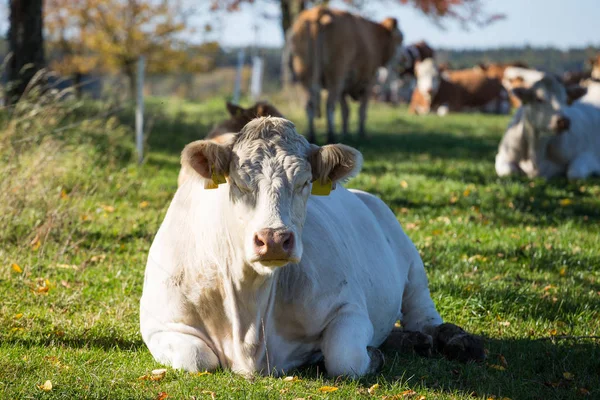 Duży tyłek krowy, układanie i odpoczynku na zielonej trawie. — Zdjęcie stockowe