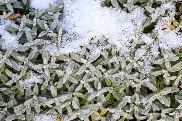 Hintergrund der grünen Blätter mit Schnee bedeckt. — Stockfoto