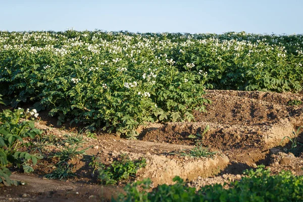 Ανθισμένα άνθη πατάτας στον αγρό. — Φωτογραφία Αρχείου