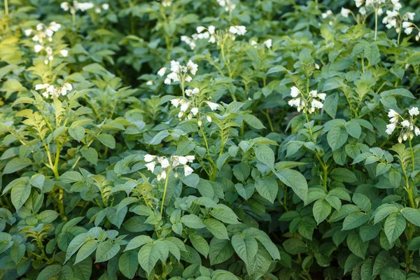 Un campo di patate in fiore. Settore agricolo delle piante di patate . — Foto Stock