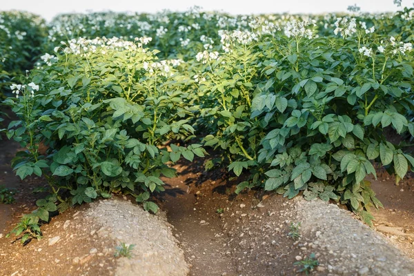 Un campo di patate in fiore. Settore agricolo delle piante di patate . — Foto Stock