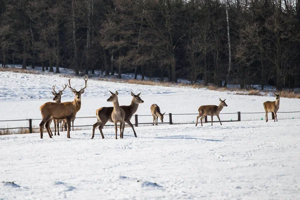 Una manada de ciervos en invierno. Ciervo en la nieve — Foto de Stock