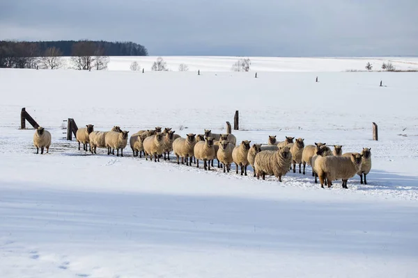 Stado owiec w zimie. Owce w śniegu — Zdjęcie stockowe
