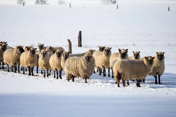 Rebanho de ovelhas no inverno. Ovelhas na neve — Fotografia de Stock