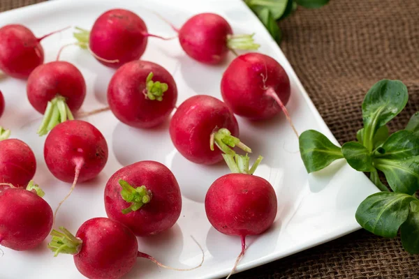 Fresh radish on white plate. Freshly harvested organic vegetable — Stock Photo, Image