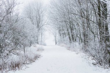 Donmuş ağaçlar ve yolu karda. Beyaz kış.