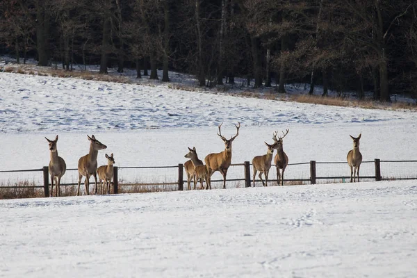 En hjort besättning på vintern. Rådjur i snön — Stockfoto