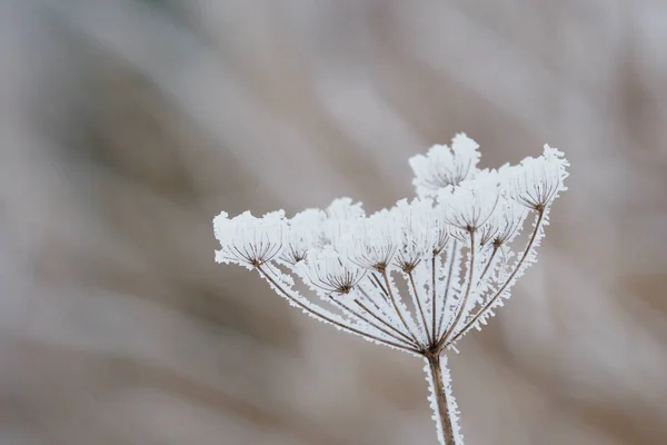 Flor no inverno com cristais de gelo congelados — Fotografia de Stock