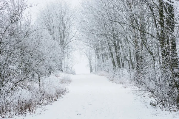 Donmuş ağaçlar ve yolu karda. Beyaz kış. — Stok fotoğraf