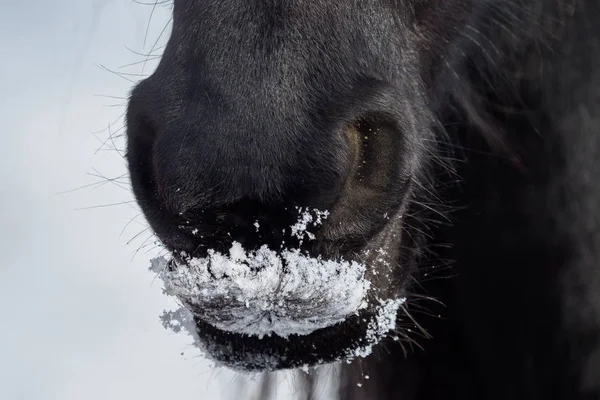 Nostrils of friesian horse in to snow close up — Stock Photo, Image