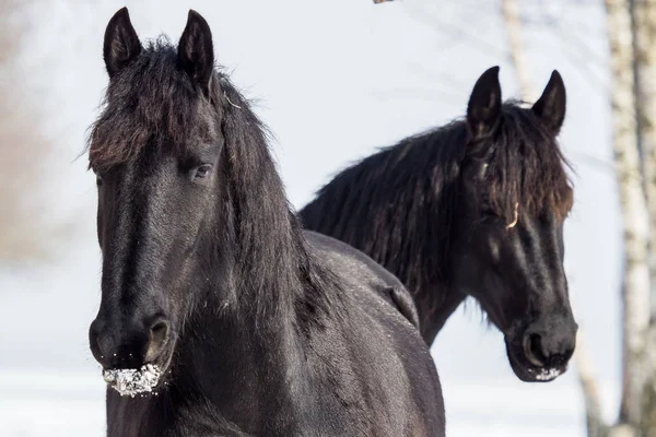 Retrato de um cavalo friesiano no inverno de fundo — Fotografia de Stock