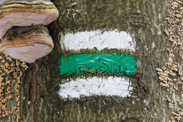 Marking of the tourist route. Tourist sign on tree.