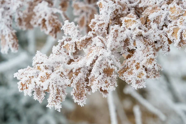 Frost auf Eichenblättern, Winter im Wald — Stockfoto