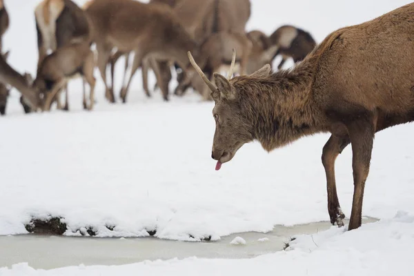 雪の中で鹿。鹿は冬に水を飲む. — ストック写真