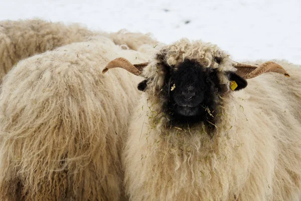Stádo ovcí v zimě na farmě. Ovce ve sněhu. — Stock fotografie