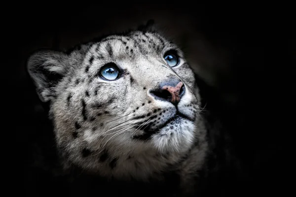 Retrato facial de leopardo de la nieve - Irbis (Panthera uncia ) —  Fotos de Stock