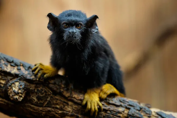 Tamarin de mão dourada. Tamarin Saguinus midas sentado no ramo . — Fotografia de Stock