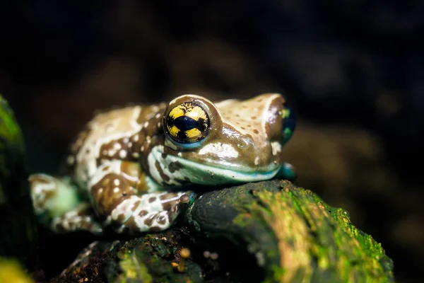 Барвисті жаби у тераріумі Trachycephalus resinifictrix. — стокове фото