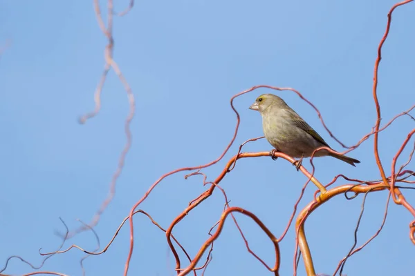 Carduelis chloris - greenfinch, bell green bird on branch. — Stock Photo, Image