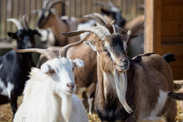 グループ ヤギ Capra hircus、動物グループ — ストック写真