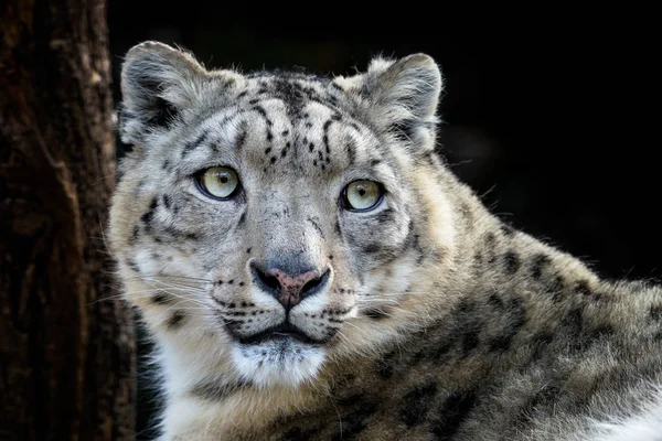 Retrato facial de leopardo de la nieve - Irbis (Panthera uncia ). —  Fotos de Stock