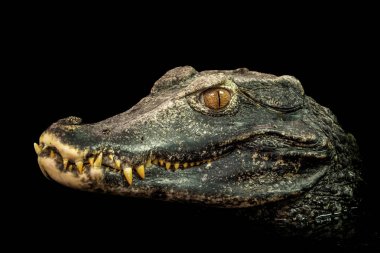 Bir timsah (Paleosuchus palpebrosus) Başkanı. Cüce Kayman.