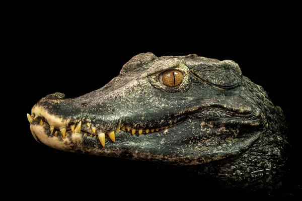 Head of a crocodile (Paleosuchus palpebrosus). Dwarf Caiman. — Stock Photo, Image