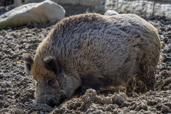 食糧調査の猪 (イノシシ) — ストック写真
