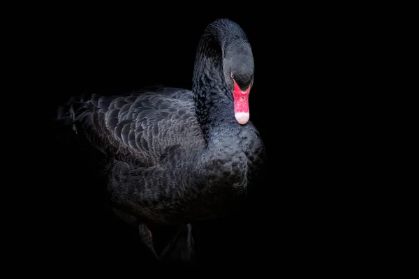 Czarny łabędź na czarnym tle (Cygnus atratus). — Zdjęcie stockowe