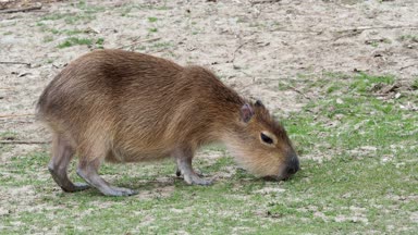 Capibara - Hydrochoerus hydrochaeris ot yiyor.