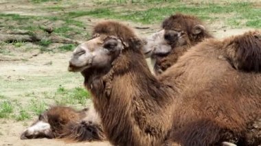 Bactrian deve (Camelus bactrianus) yerde dinleniyor. İki Humps Bactrian deve