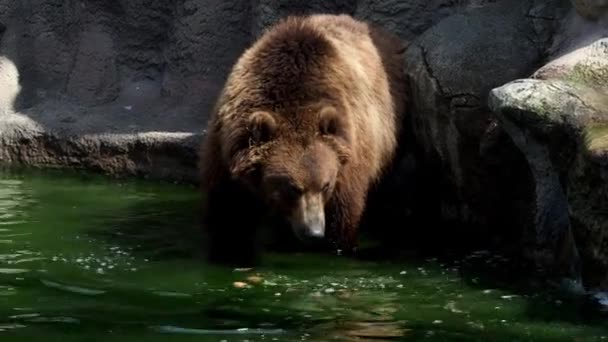 Бурый Медведь Воде Портрет Бурого Медведя Ursus Arctos Beringianus Камчатский — стоковое видео