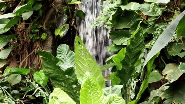 Schoonheid Van Een Waterval Onder Weelderige Groene Bladeren Van Planten — Stockvideo