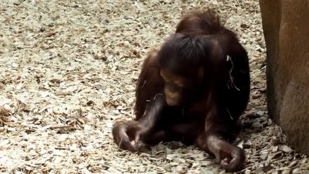 Young Orangutan (Pongo pygmaeus)