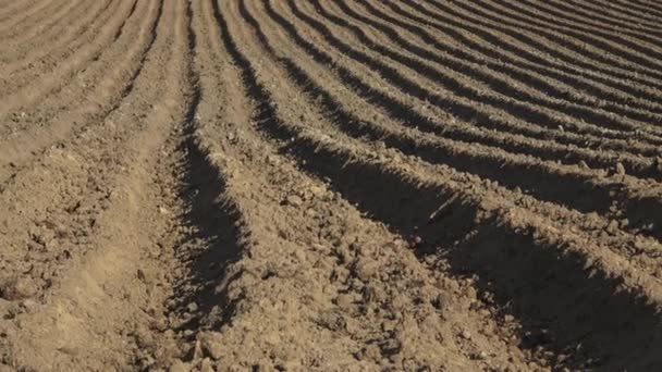 Las Crestas Tierra Campo Patatas Primavera Plantando Papas Sector Agrícola — Vídeos de Stock