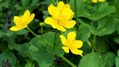 Vahşi Marsh kadife çiçeği (Caltha palustris) çiçekler ilkbaharda
