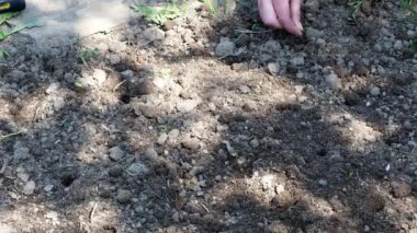 Sebze tohumları ekmek. Kadın el tohum toprağa baharda koyarak.. 